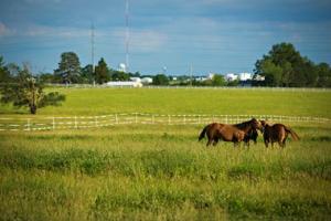 Horses in a pasture