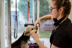 dog being groomed